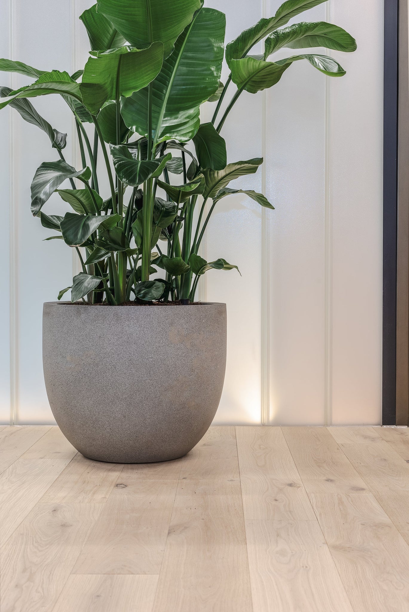 DC204 Shore Drift Oak - Engineered Wood Floor From V4